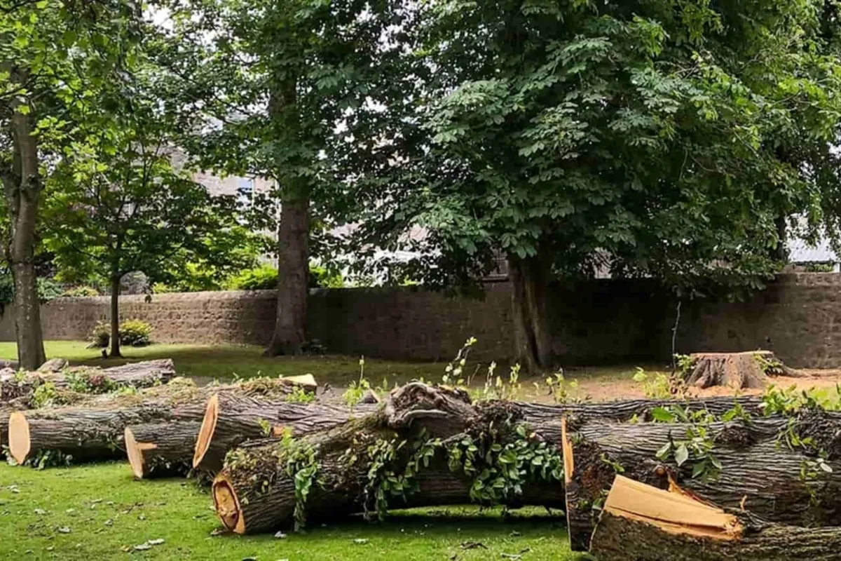 Emergency Tree Removal Service