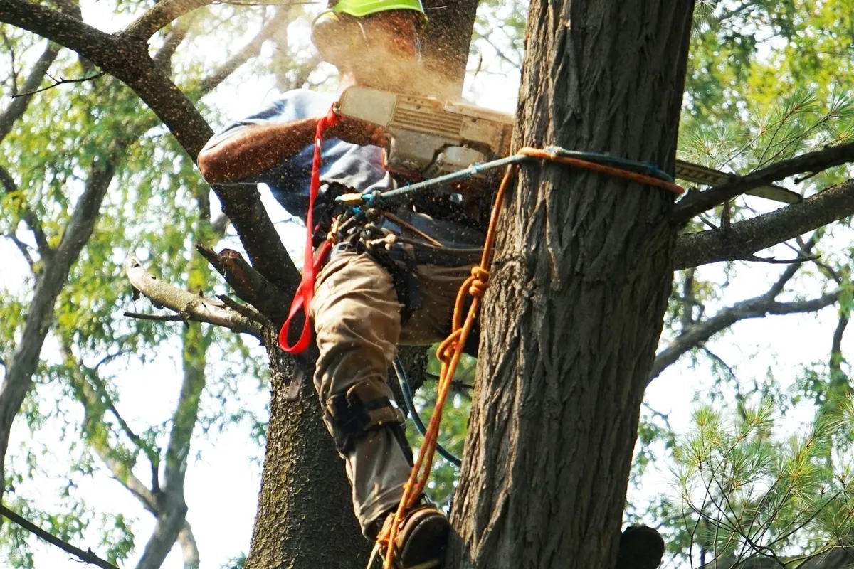 Tree Removal Safety Practices in Lafayette