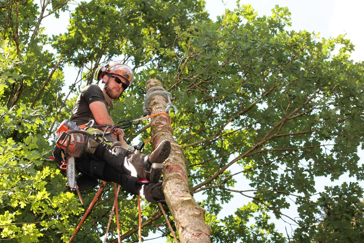 Tree Maintenance Services in Lafayette